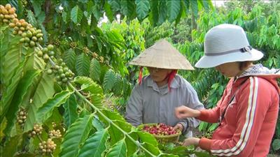 Năm 2030 phấn đấu xuất khẩu cà phê đạt 6 tỷ USD 