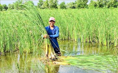 Vườn rau sạch giữa lòng thành phố mang thu nhập cao cho người nông dân