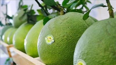 Cấp mã số vùng trồng tạo điều kiện xuất khẩu nông sản của Đắk Nông