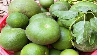 Nghiên cứu điều trị hạ mỡ máu, thừa cân từ quả bưởi non