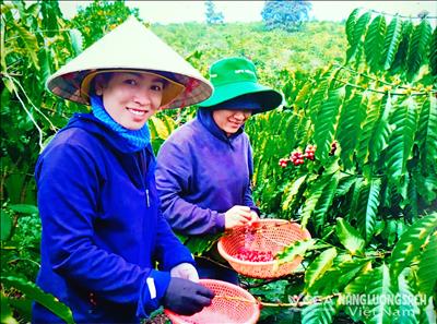 Phát triển cà phê bền vững gắn bảo vệ môi trường  