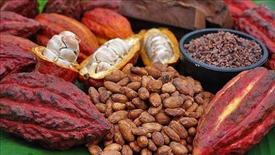 Bỉ sẽ hỗ trợ Việt Nam phát triển và nâng tầm vị thế cây ca cao