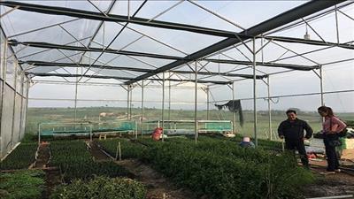 Phát triển dược liệu cà gai leo trong cộng đồng người dân tộc thiểu số tại Gia Lai