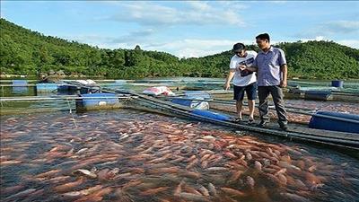 Phát triển bền vững mô hình nuôi cá lồng bè