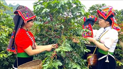 Sơn La: Vận động người dân canh tác cà phê bền vững theo tiêu chuẩn quốc tế
