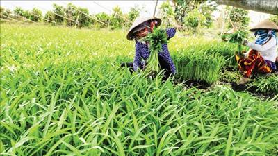 Cần Thơ bảo đảm an ninh, an toàn thực phẩm lĩnh vực nông nghiệp trong tình hình mới