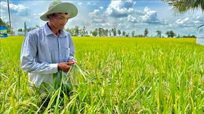 Cần Thơ: Dự án canh tác lúa thông minh, phát thải thấp cho kết quả khả quan