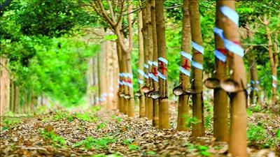 Phát triển ngành cao su bền vững