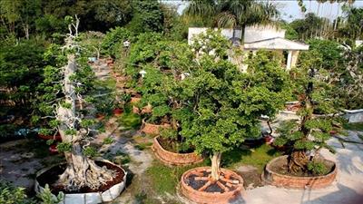 Hà Nội: Phát triển ngành hoa, cây cảnh như một ngành kinh tế mũi nhọn
