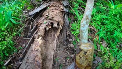 Cây chết giải phóng carbon nhiều hơn nhiên liệu hóa thạch