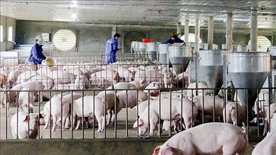 Kiểm soát dịch bệnh và bảo đảm an toàn thực phẩm có nguồn gốc động vật
