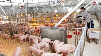 Áp dụng khoa học công nghệ để phát triển ngành chăn nuôi hiệu quả, bền vững