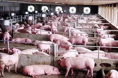 Bộ Nông nghiệp và Phát triển nông thôn kiến nghị gói hỗ trợ cho nông nghiệp.