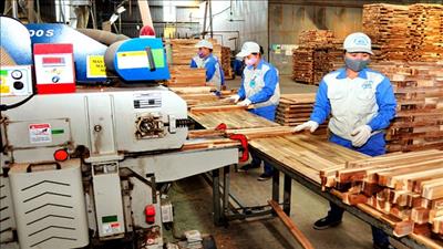 Định hướng phát triển kinh tế nông, lâm nghiệp bền vững tại Tuyên Quang