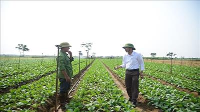 Phát triển nông nghiệp gắn với quy hoạch đô thị, chú trọng ứng dụng công nghệ cao