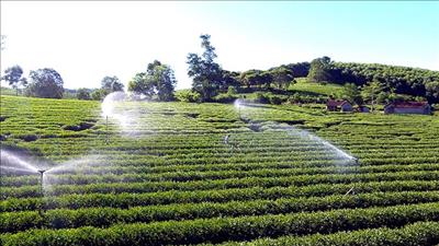 Thành lập ban chỉ đạo về chuyển đổi số nông nghiệp