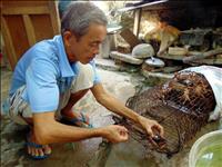 Quỹ môi trường toàn cầu giúp cua đá Cù Lao Chàm phát triển