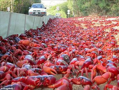 Australia: hình ảnh hàng triệu con cua đỏ đang di cư từ rừng ra biển 