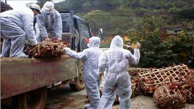 Bộ Y tế khuyến nghị các biện pháp phòng tránh cúm A/H5N1