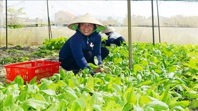Đào tạo nghề nông nghiệp cho lao động nông thôn