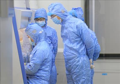 Việt Nam đã có vaccine dịch tả lợn châu Phi