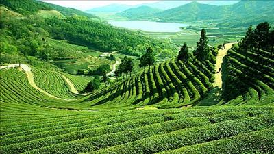 Du lịch tại nhà: Ngắm nhìn những đồi chè xanh ngát nổi tiếng trên thế giới