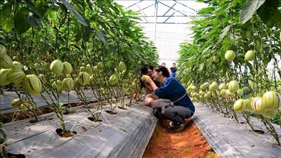 Lâm Đồng phát triển hoạt động du lịch canh nông