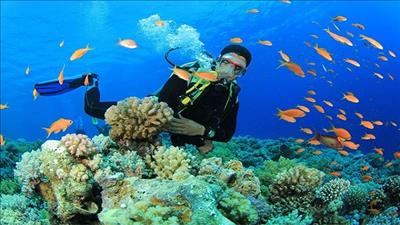 Côn Đảo, Bà Rịa – Vũng Tàu: Cho thuê đất rừng để phát triển du lịch sinh thái