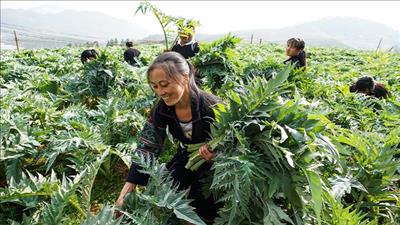 Tháo gỡ khó khăn, tạo điều kiện thuận lợi cho hoạt động xuất khẩu dược liệu