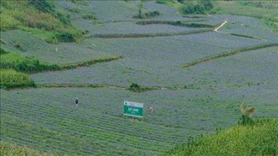 Lai Châu phát triển dược liệu theo chuỗi giá trị gắn với du lịch sinh thái