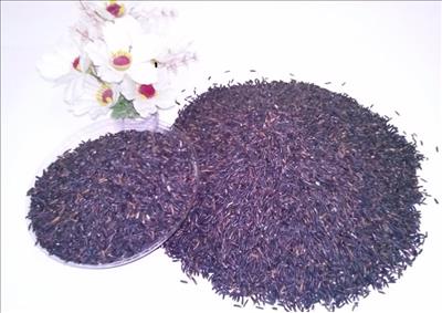 Quảng Nam: Gạo tím than cho năng suất gấp nhiều lần so với giống lúa truyền thống