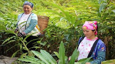 Bảo tồn, phát triển nguồn gen và giống cây thuốc quý
