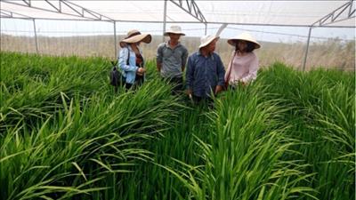 Nghiên cứu, phát triển khoa học công nghệ trong sản xuất cây trồng