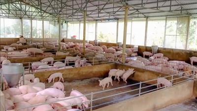 Cần Thơ đầu tư sản xuất giống vật nuôi có năng suất, chất lượng cao