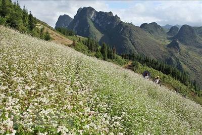 Hà Giang: Tổ chức lễ hội Hoa tam giác mạch qua ứng dụng công nghệ số