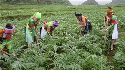 Hà Giang chú trọng phát triển cây dược liệu