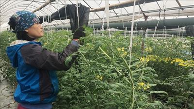 Hải Dương mở rộng vùng nông nghiệp ứng dụng công nghệ cao phục vụ xuất khẩu