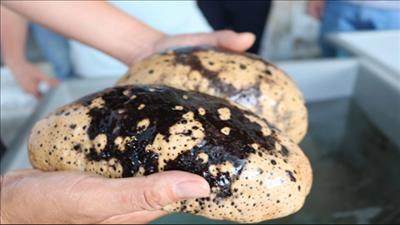 Sản xuất thành công giống hải sâm vú trắng quý hiếm trên thế giới