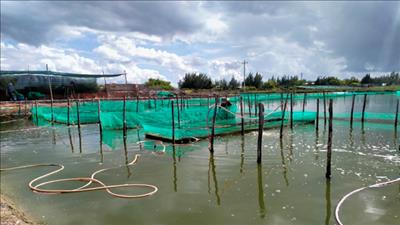 Phát triển nghề nuôi hải sâm bền vững