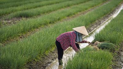 Huế phát triển nông nghiệp sạch tại các địa phương mới sáp nhập