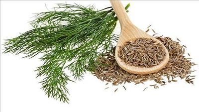 5 lợi ích của cây thì là đối với sức khỏe