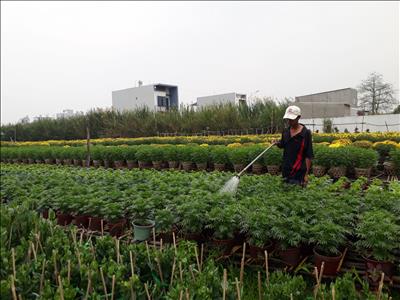 Cần Thơ: Số lượng hoa kiểng chuẩn bị phục vụ Tết giảm khoảng 50% 