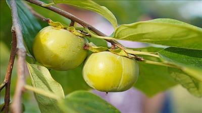 Hồng vành khuyên Lạng Sơn vào mùa vụ