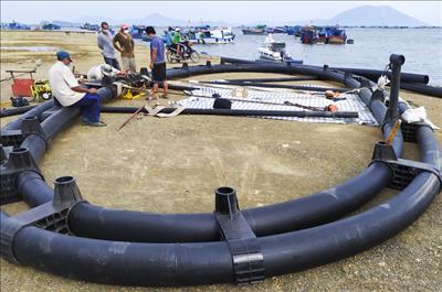 Khánh Hòa: Mô hình nuôi cá giò trong lồng tròn HDPE cho kết quả khả quan