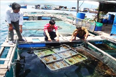 Khánh Hòa: Triển vọng mới từ nuôi trai tai tượng vảy
