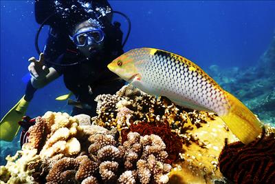 Kỳ thú Nha Trang - Khánh Hòa