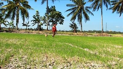 Tìm giải pháp phát triển vùng đồng bằng sông Cửu Long thích ứng với biến đổi khí hậu