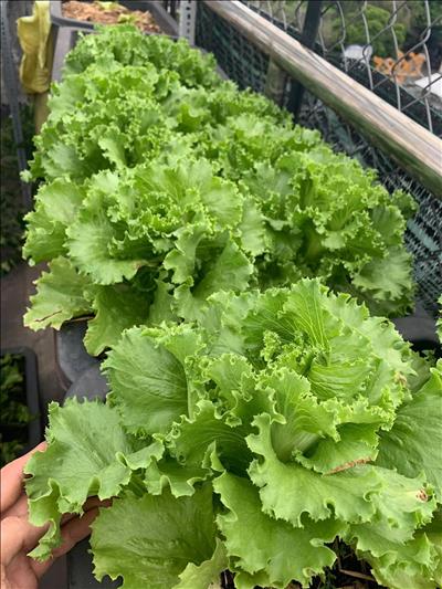 Khu vườn sân thượng ‘cái gì cũng có’ của bố đảm Sài thành