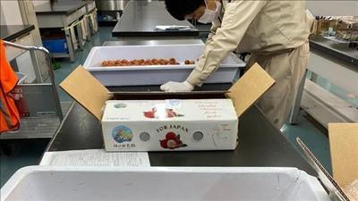 Việt Nam làm chủ khâu kiểm dịch vải thiều trước khi xuất khẩu sang Nhật