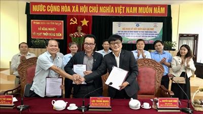 Hợp tác nâng cao vị thế, chất lượng chanh dây Gia Lai